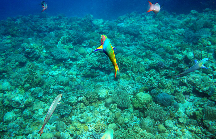 水納島の熱帯魚