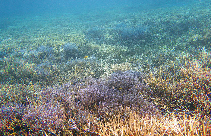 西表島　青珊瑚