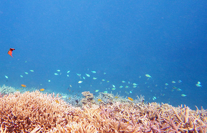 西表島　珊瑚と熱帯魚