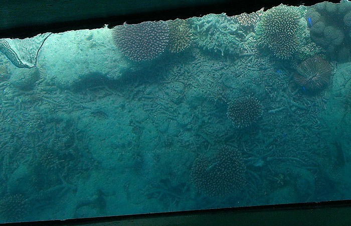 川平湾グラスボート　珊瑚