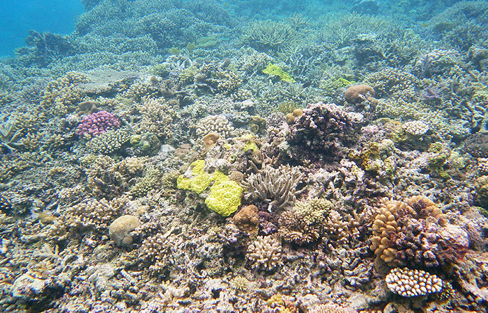 網取の珊瑚