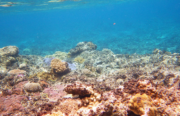 ニシバマビーチの珊瑚