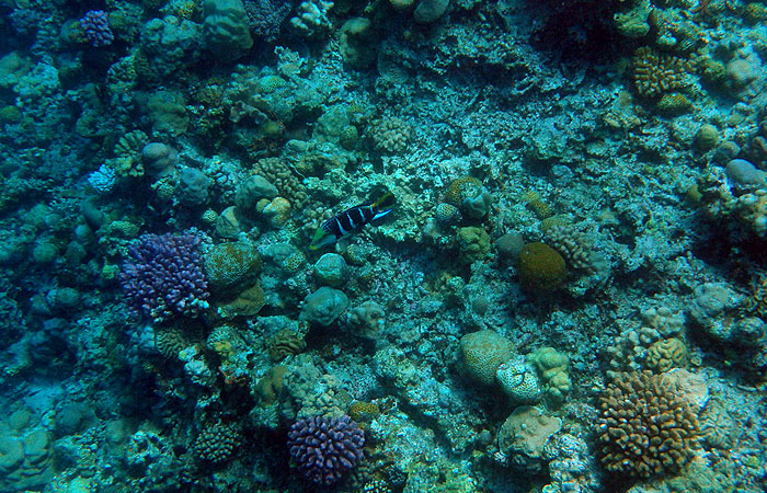 珊瑚と魚