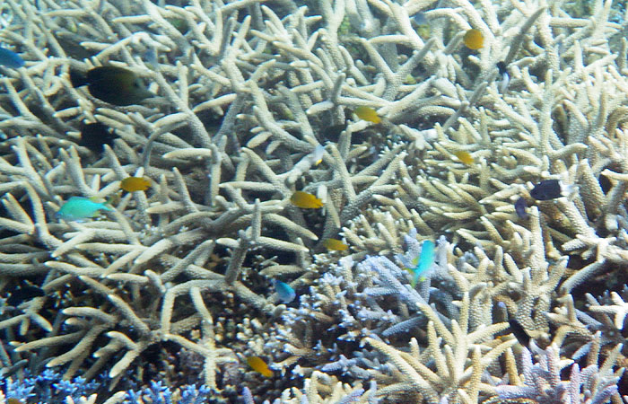 西表島　珊瑚と熱帯魚