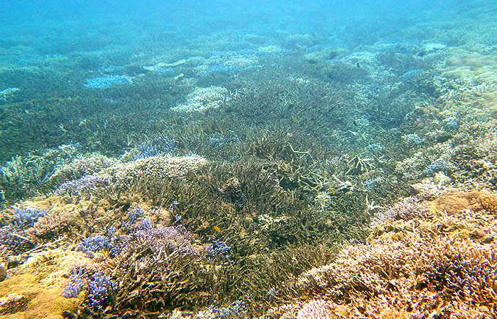 西表島　珊瑚礁