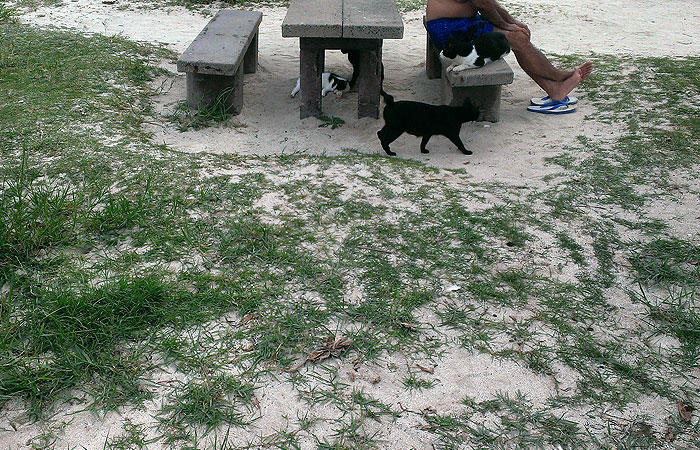 コンドイビーチの猫