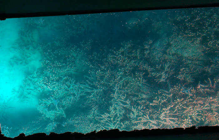 川平湾グラスボート　珊瑚