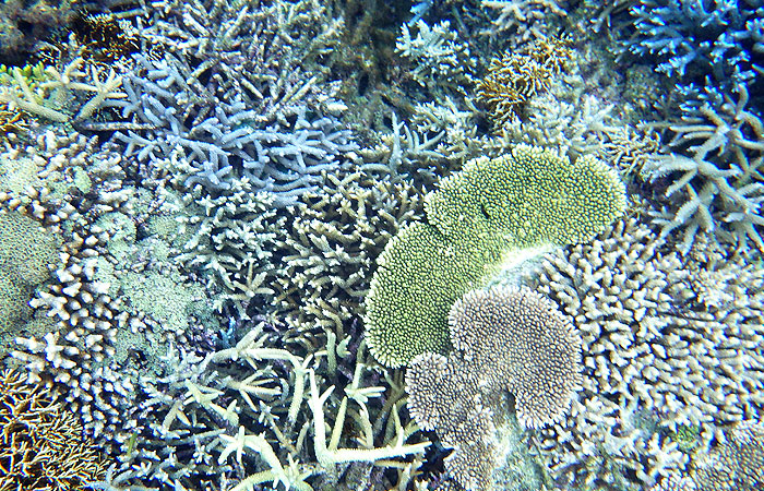 西表島　珊瑚礁