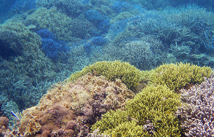 西表島　シュノーケル　珊瑚
