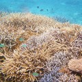 西表島の青珊瑚