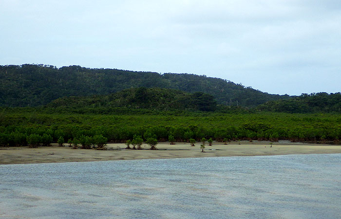 西表島　マングローブ林