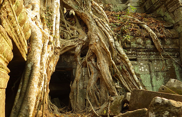 タプローム遺跡の木