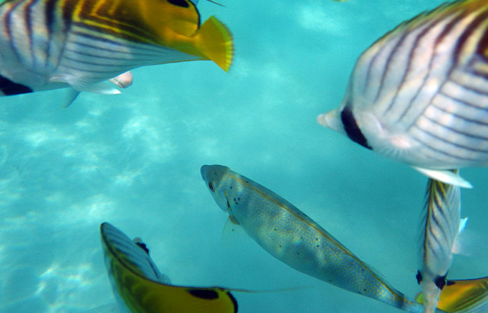 阿波連ビーチ　熱帯魚