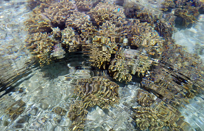 浅瀬の珊瑚