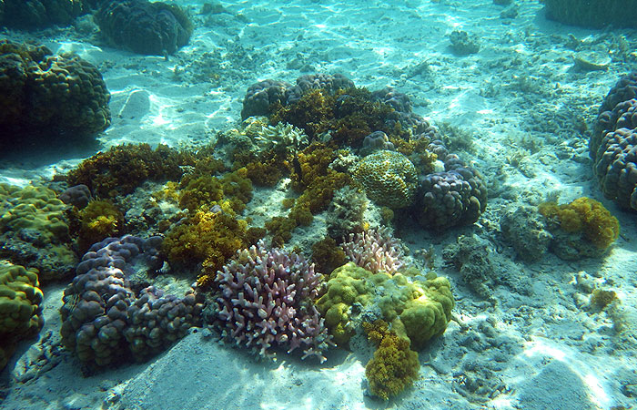 座間味の珊瑚