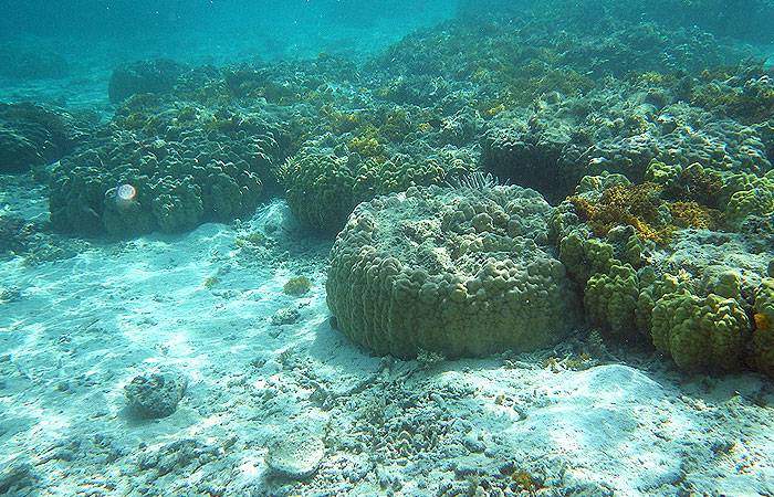 座間味の珊瑚