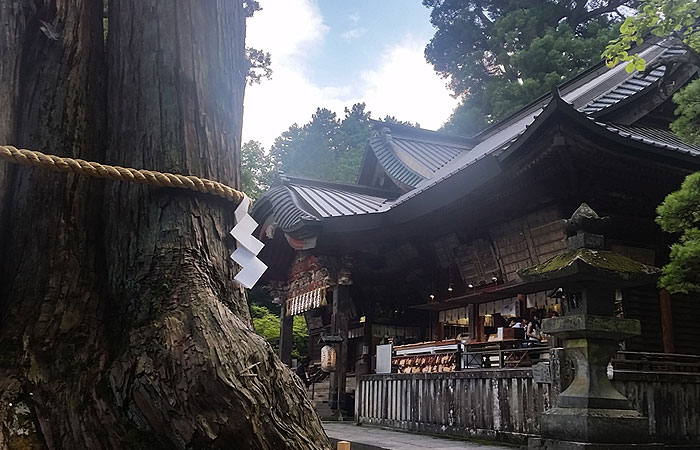 杉と神社