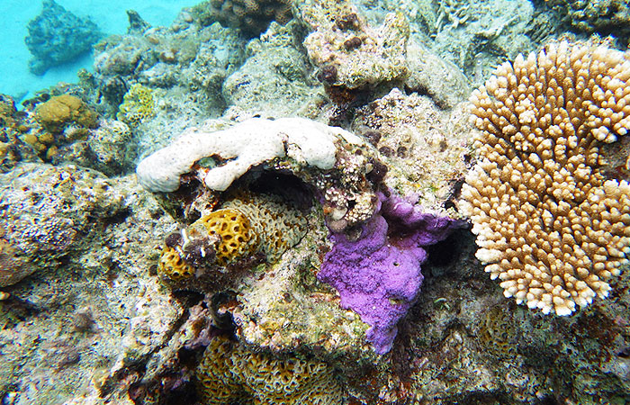 紫の珊瑚