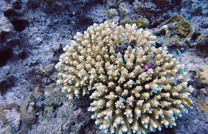 白い珊瑚