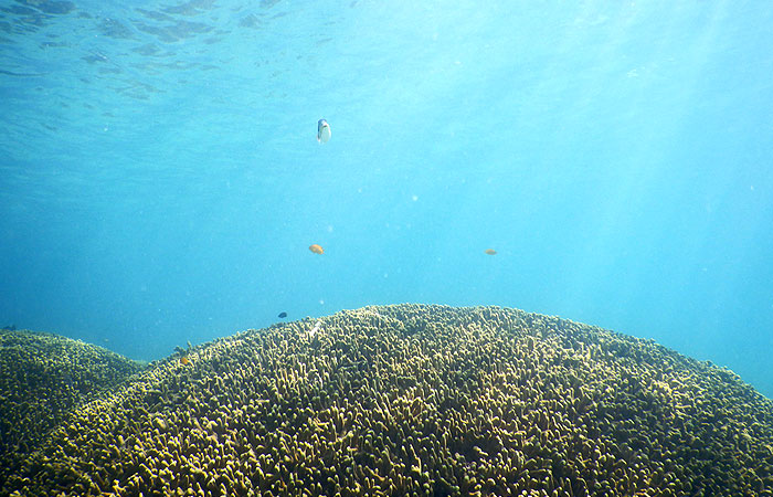 珊瑚と熱帯魚