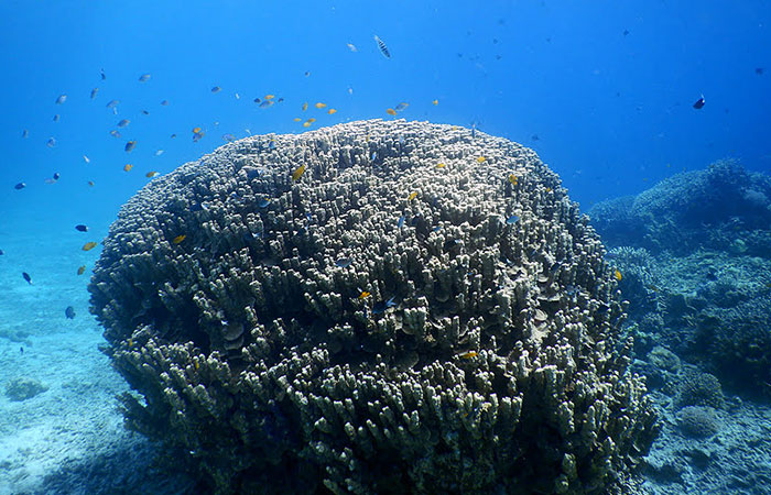 安慶名敷島　珊瑚